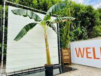 Musa Basjoo - Bananenboom - thumbnail