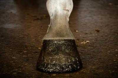 Excellent Horse Hi Gloss Glitter Hoof Polish Gold 150 ml