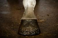 Excellent Horse Hi Gloss Glitter Hoof Polish Gold 150 ml - thumbnail