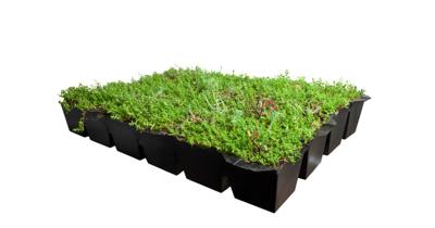 Plantenmat vasteplanten cassette Vetkruid Sedum dak prijs per 1m2 cm Covergreen - Covergreen