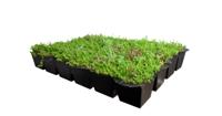 Plantenmat vasteplanten cassette Vetkruid Sedum dak prijs per 1m2 cm Covergreen - Covergreen - thumbnail