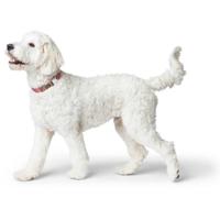 Hondenhalsband Hunter Inari Rood M 30-45 cm - thumbnail