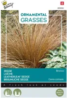 Ornamental Grasses Carex comans 'Bronco' zaden Buzzy - Buzzy - thumbnail