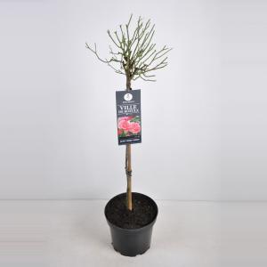 Trosroos op stam (rosa "Ville de Roeulx") - Stam 50 cm - 1 stuks