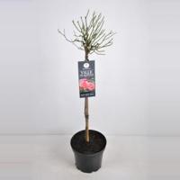 Trosroos op stam (rosa "Ville de Roeulx") - Stam 50 cm - 1 stuks - thumbnail