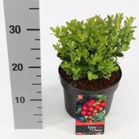Vossenbes (Vaccinium Vitis-Idaea “Fireballs”®) heester - 20-25 cm (C2) - 6 stuks - thumbnail