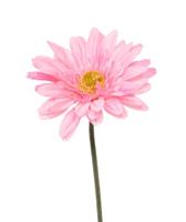 Gerbera kunst steelbloem 60 cm roze - thumbnail