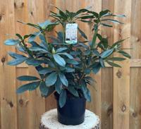 Rhododendron Madame Masson groenblijvende heester rododendron met witte bloemen ca. 60-70cm incl. pot Warentuin Natuurlijk - Warentuin natuurlijk - thumbnail