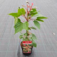 Japanse esdoorn (Acer conspicuum "Red Flamingo") heester - thumbnail