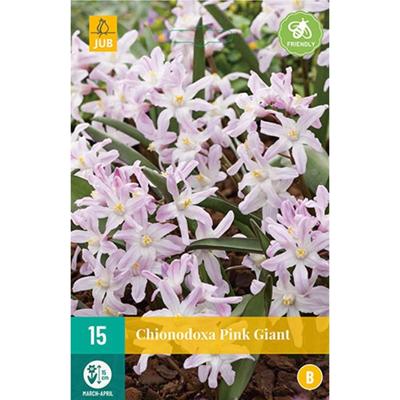 Chionodoxa bollen pink giant 15 bollen Chionodoxa bollen pink giant 15 bollen