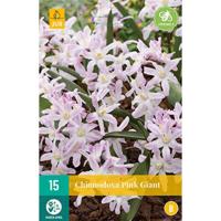 Chionodoxa bollen pink giant 15 bollen - thumbnail