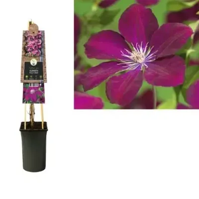 Rode bosrank (Clematis "Rouge Cardinal") klimplant 70 cm