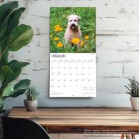 Softcoated Wheaten Terrier Kalender 2026 - thumbnail