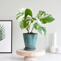 Monstera Borsigiana Variegata - P15 - thumbnail