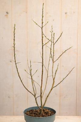 Duindoorn mannelijk Hippophae rhamnoides Pollmix 90 cm Warentuin Natuurlijk - Warentuin natuurlijk