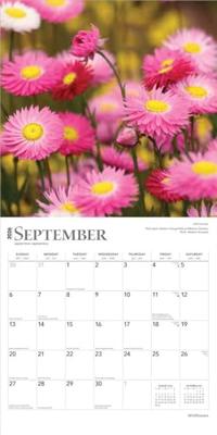 Wildflowers 2026 12 X 24 Inch (Hanging) Monthly Square Wall Calendar Plastic-Free
