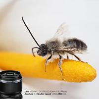 Olympus M.Zuiko Digital ED 30mm F/3.5 Macro - thumbnail