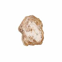 Fossiel Versteend Houten Schijf (Model 3) - thumbnail