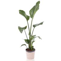 Paradijsvogel plant incl. pot - thumbnail