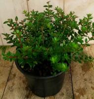 Sneeuwbes Pernettya mannelijk Symphoricarpos Warentuin Natuurlijk - Warentuin natuurlijk - thumbnail