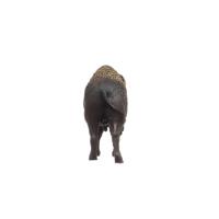 schleich WILD LIFE bizon 14879 - thumbnail