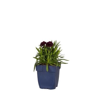 Dianthus Sunflor Paseo vaste plant Griffioen - Griffioen
