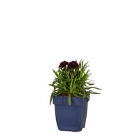 Dianthus Sunflor Paseo vaste plant Griffioen - Griffioen - thumbnail
