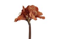 Countryfield kunstbloem amaryllis 57 cm bruin - thumbnail