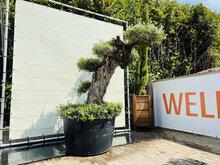 Olijfboom Pon Pon - Olea Europaea