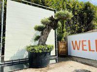Olijfboom Pon Pon - Olea Europaea - thumbnail