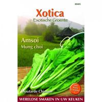 Zaden Xotica Groene Amsoi of mosterdkool Buzzy - Buzzy - thumbnail