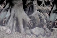 Deco Poster D5 120X61 Cm aquaria Superfish - Superfish - thumbnail