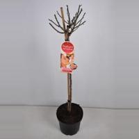 Grootbloemige roos op stam Parfum de Nature (rosa "Scented Memory"®Parfum de Nature) - Op stam 70 cm - 1 stuks - thumbnail