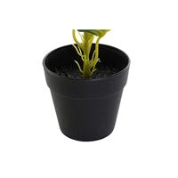 Decoratieve plant DKD Home Decor PVC Polypropyleen 25 x 25 x 30 cm - thumbnail