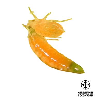 APHIDOLETES | Galmuggen tegen bladluis