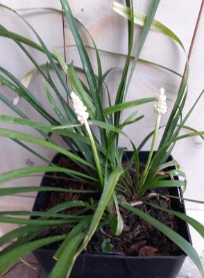 Leliegras Liriope wit Warentuin Natuurlijk - Warentuin natuurlijk
