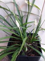 Leliegras Liriope wit Warentuin Natuurlijk - Warentuin natuurlijk - thumbnail