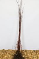 Katjeswilg - thumbnail