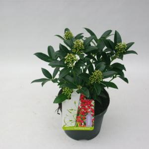 Skimmia (Skimmia Japonica “Red Riding Hood”) heester - 15-20 cm (P13) - 8 stuks