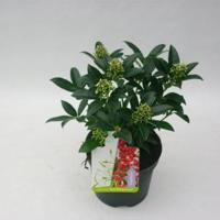 Skimmia (Skimmia Japonica “Red Riding Hood”) heester - 15-20 cm (P13) - 8 stuks - thumbnail