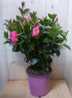 Dipladenia Mandevilla Sundaville roze h30 cm Warentuin Natuurlijk - Warentuin natuurlijk - thumbnail