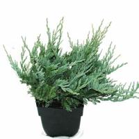 Kruipende jeneverbes (Juniperus horizontalis "Blue Chip") conifeer - thumbnail