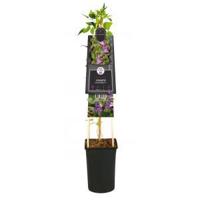 Kleinbloemige Clematis Prince William PBR 75 cm klimplant - thumbnail