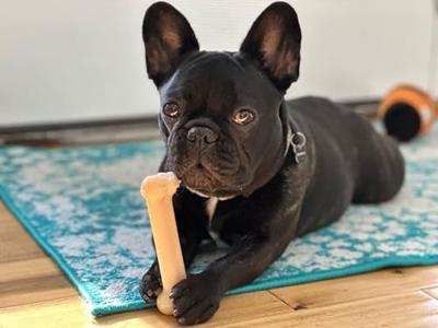 Nylabone dura chew original voor harde bijters