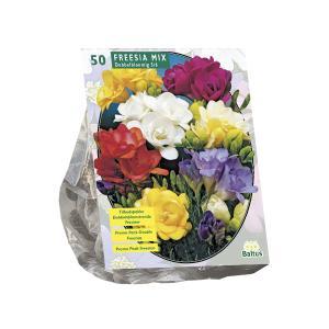 Zomer Bloembollen Freesia Double, Mix per 50 Baltus - Baltus
