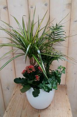 Bont plantenbakje binnen witte pot Warentuin Natuurlijk - Warentuin natuurlijk