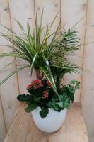 Bont plantenbakje binnen witte pot Warentuin Natuurlijk - Warentuin natuurlijk - thumbnail