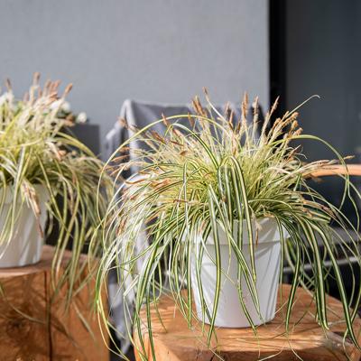 Dekbed Discounter Bontbladige Zegge ' Carex Evergold' accessoire: sierpot, plantenvoeding: met plantenvoeding Dekbed Discounter Bontbladige Zegge ' Carex Evergold' accessoire: sierpot, plantenvoeding: met plantenvoeding