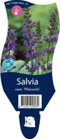 Salvia nem. Mainacht vaste plant Griffioen - Griffioen - thumbnail