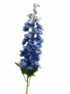 Delphinium Diva dark blue 90cm